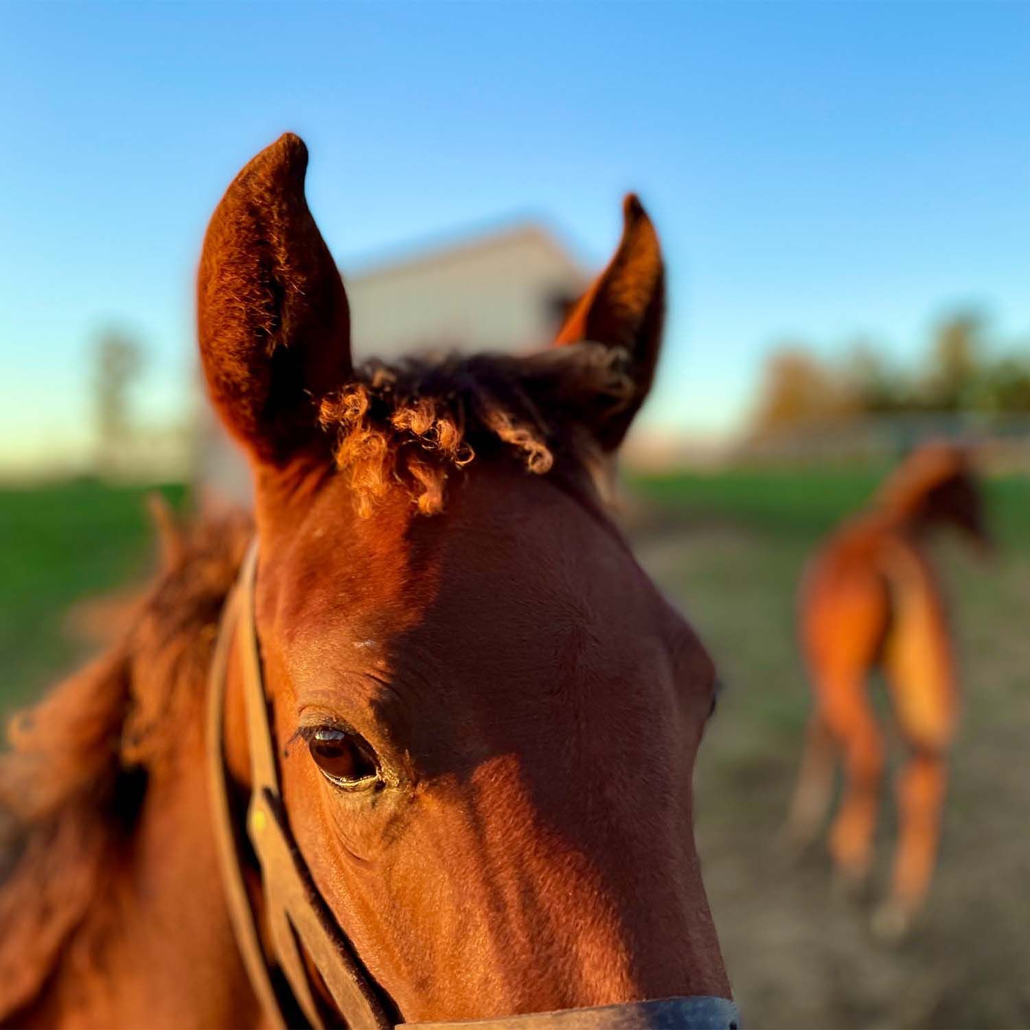 Aurora Farms Photo - Yearling with a Curly Mane