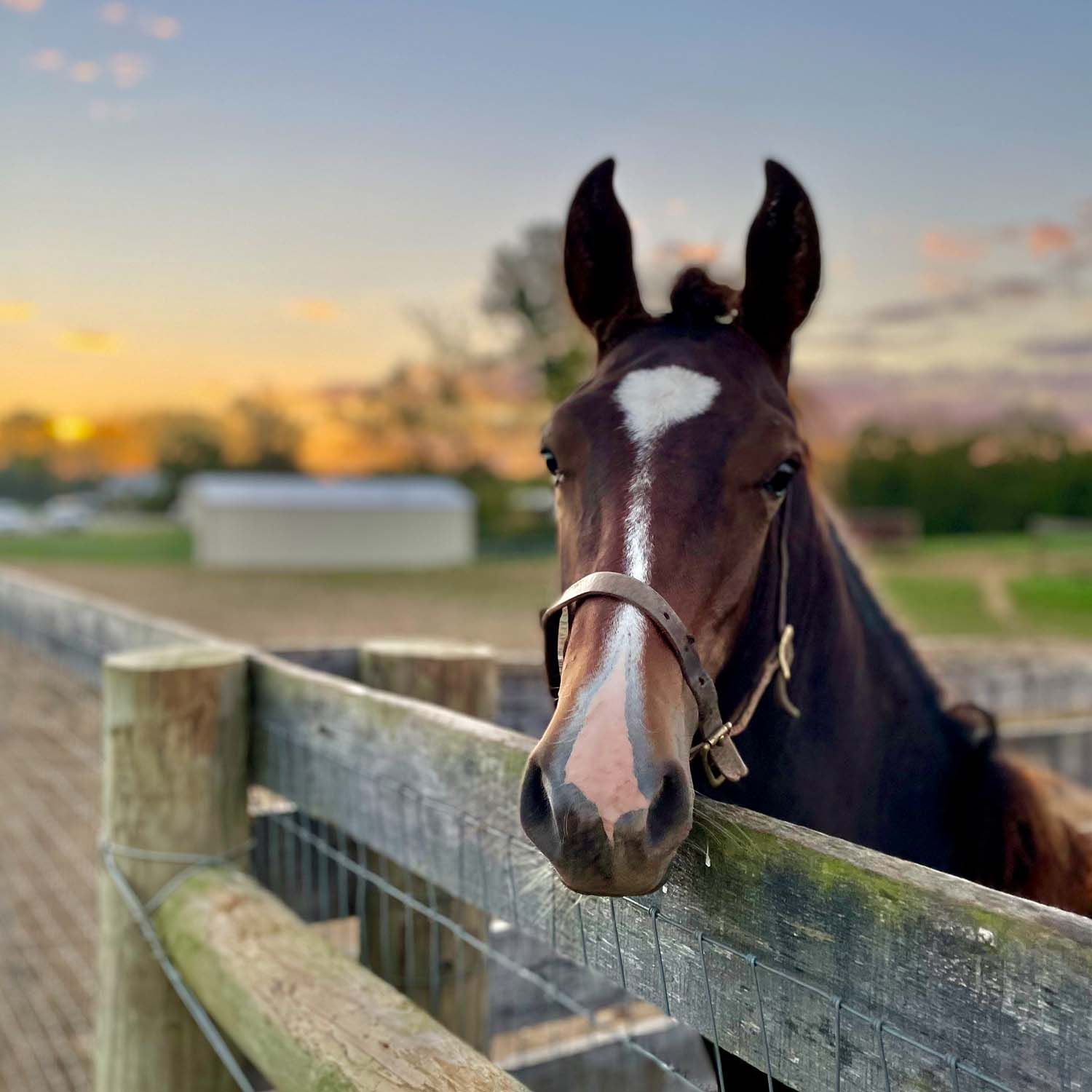 Aurora Farms Photo - Shy Yearling