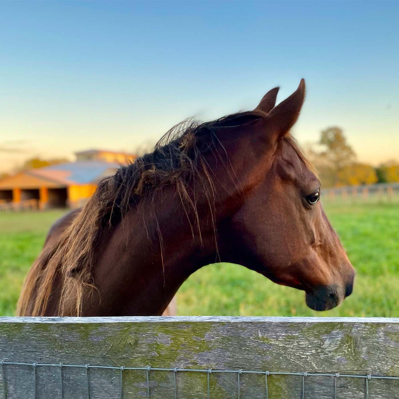 Aurora Farms Photo - Yearling with a Curly Mane